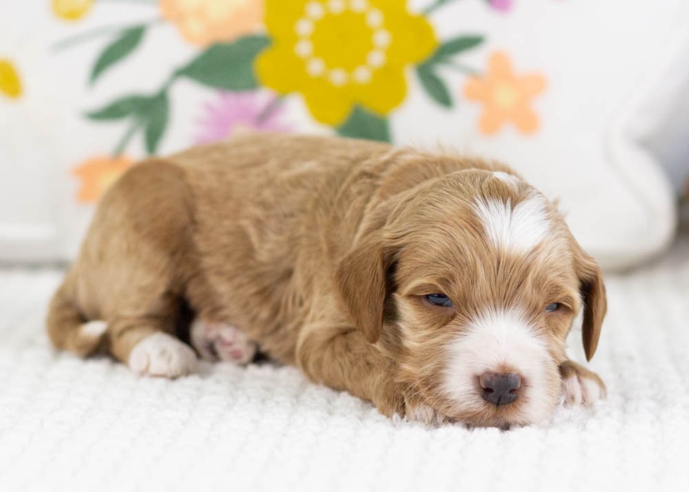 fisher goldendoodle for sale(2).jpg