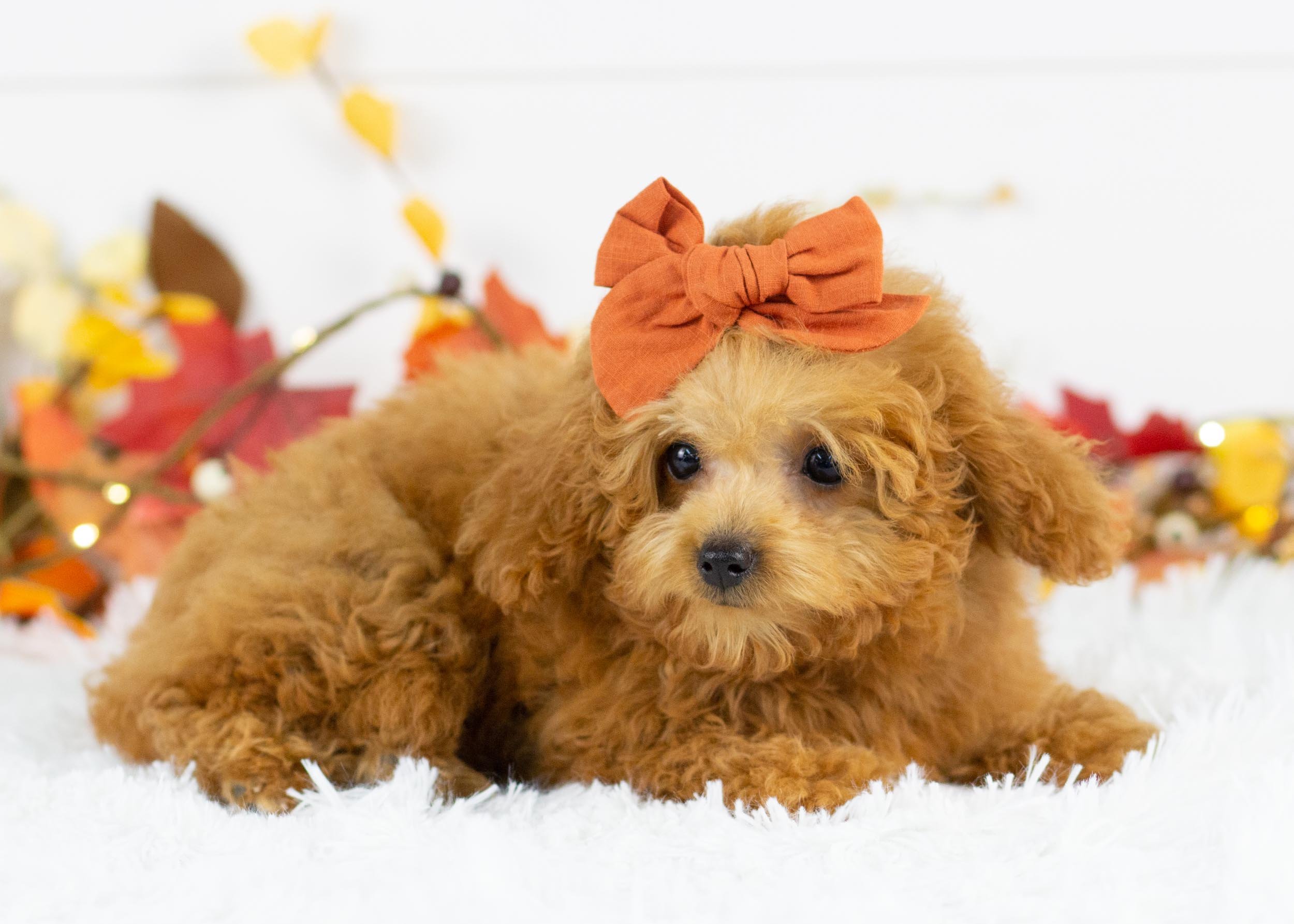 Vonda 6-30-25 Olive 2.88-8316.jpg