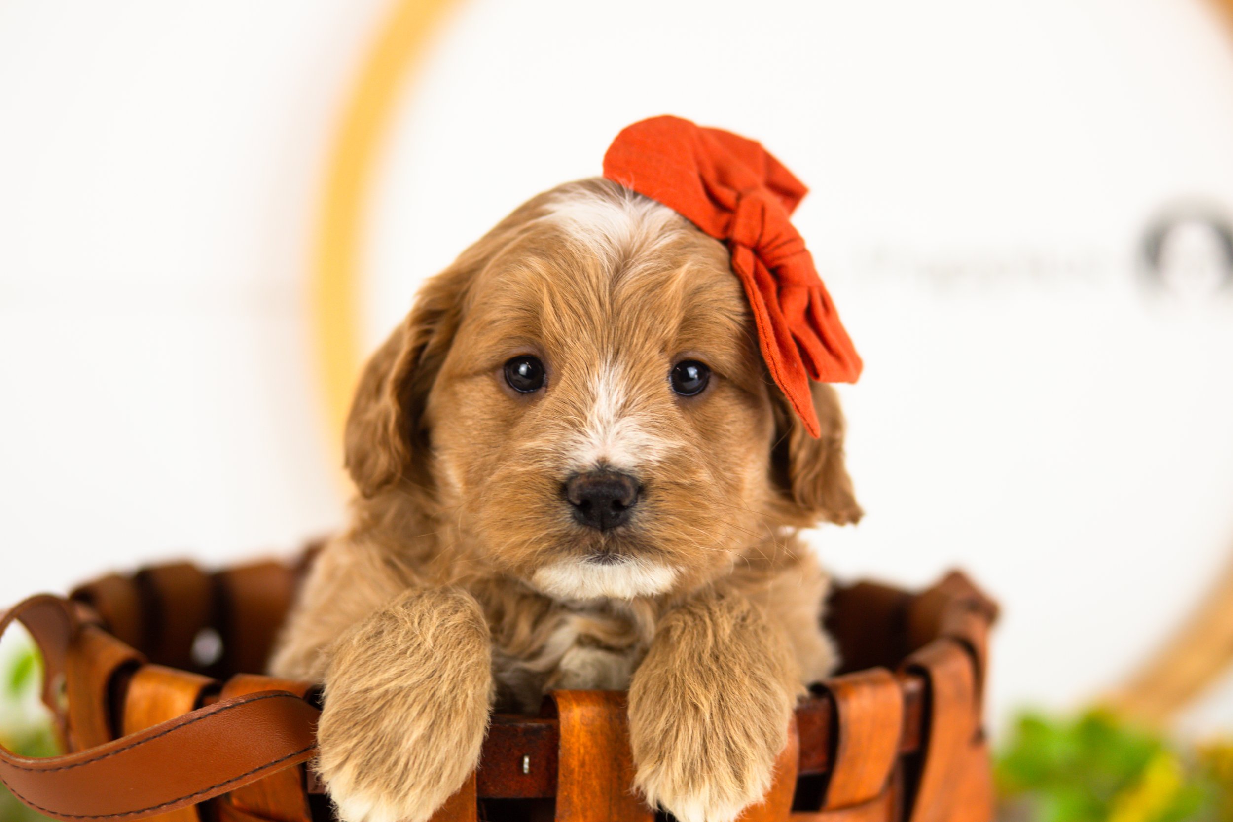 goldendoodle for sale