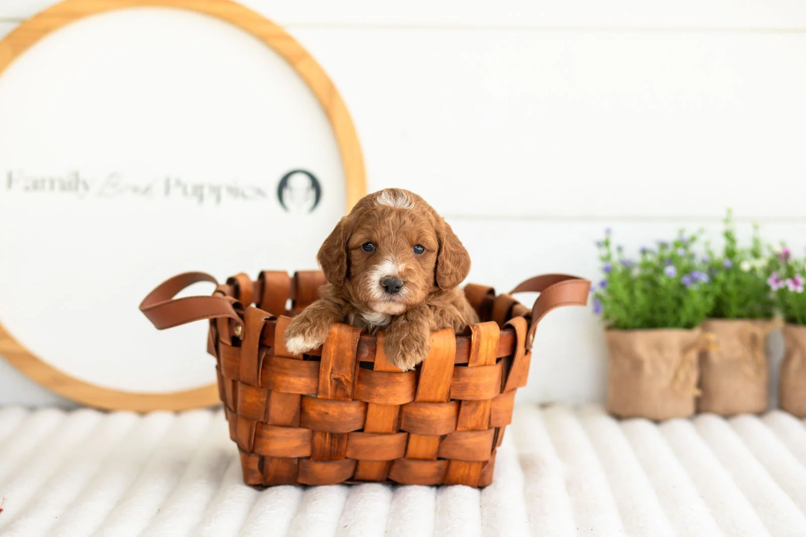 Kai goldendoodle for sale(4).jpg