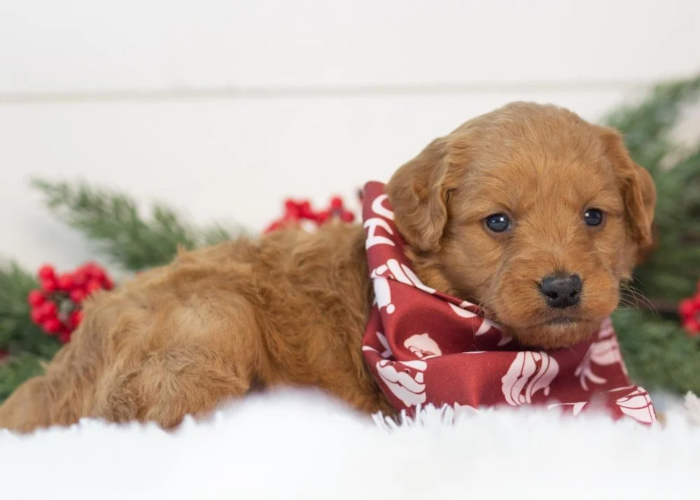 Chestnut goldendoodle for sale(2).jpg