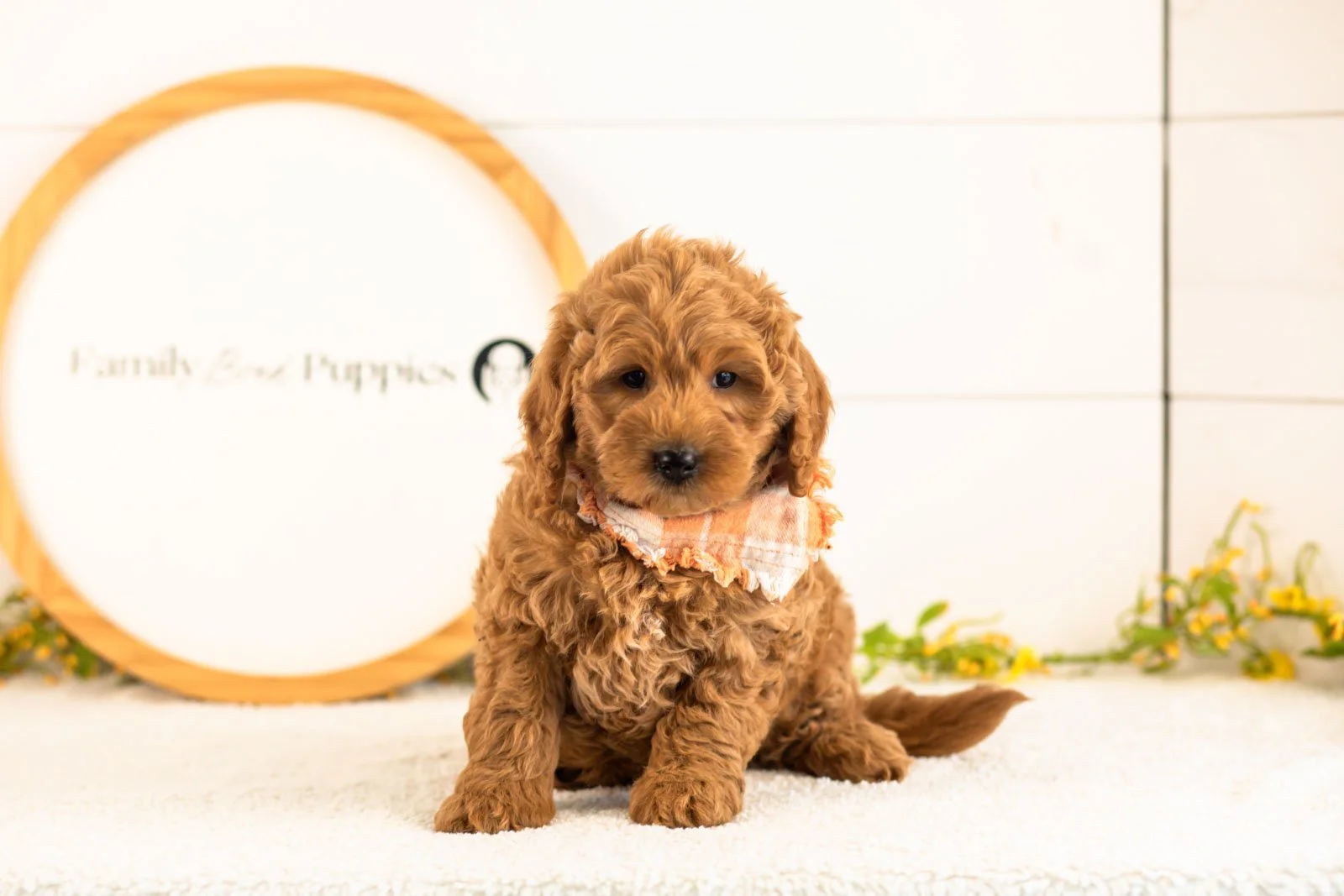 Ben goldendoodle for sale(1).jpg
