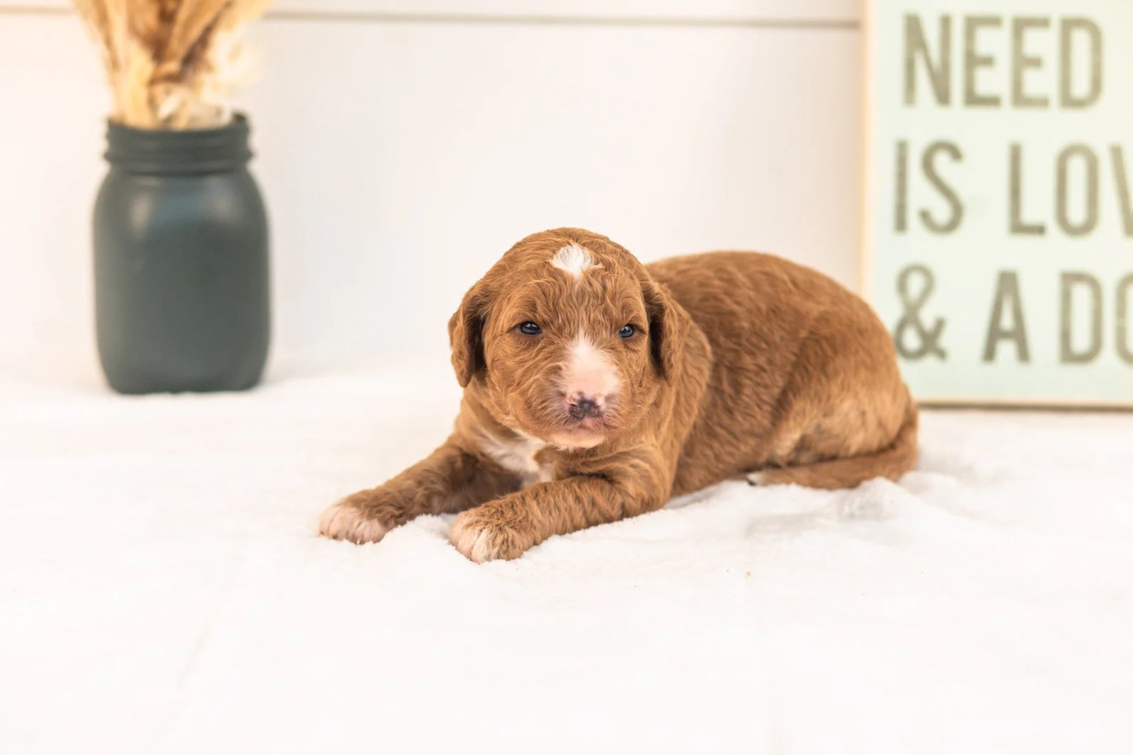 Evelyn goldendoodle for sale.jpg