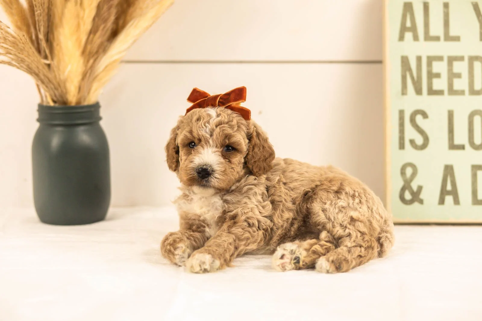 Iris goldendoodle for sale(1).jpg