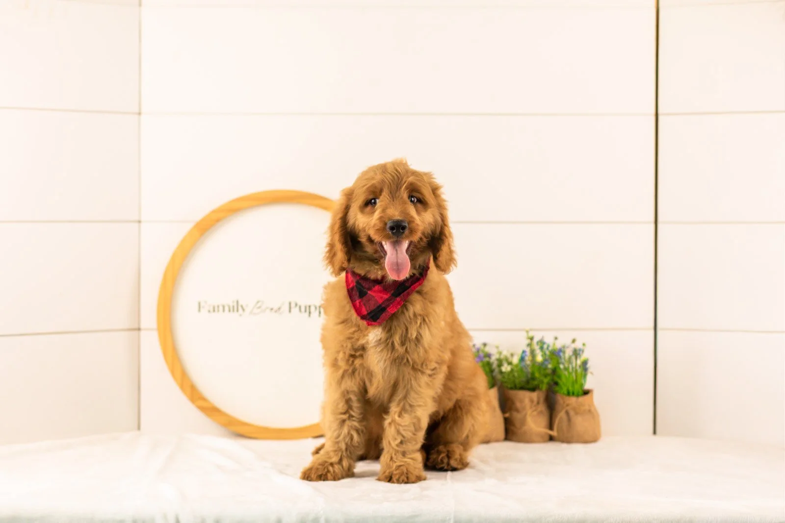 Phil goldendoodle for sale(1).jpg