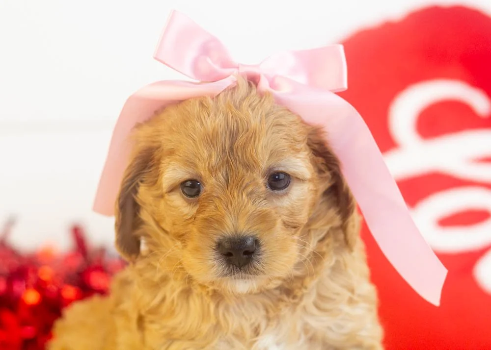 Bo Peep goldendoodle for sale.jpg