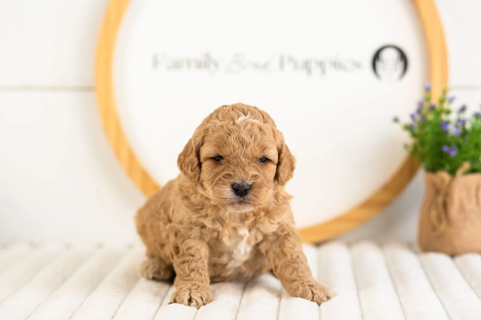 onyx goldendoodle for sale(1).jpg