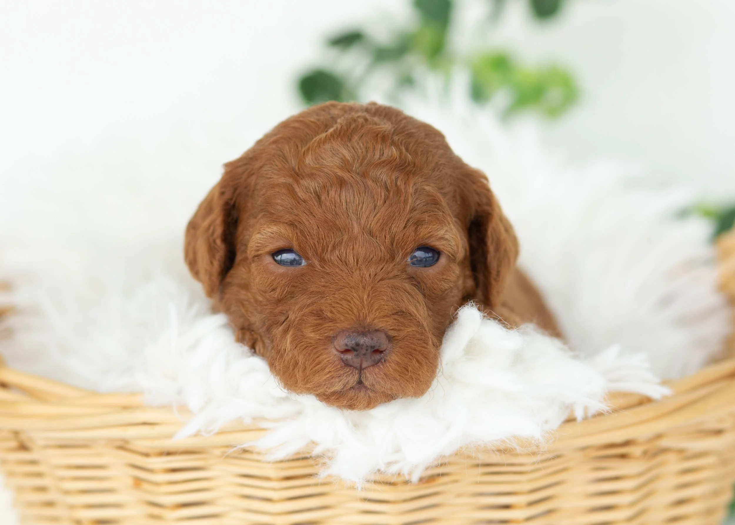 Charlotte goldendoodle for sale..jpg