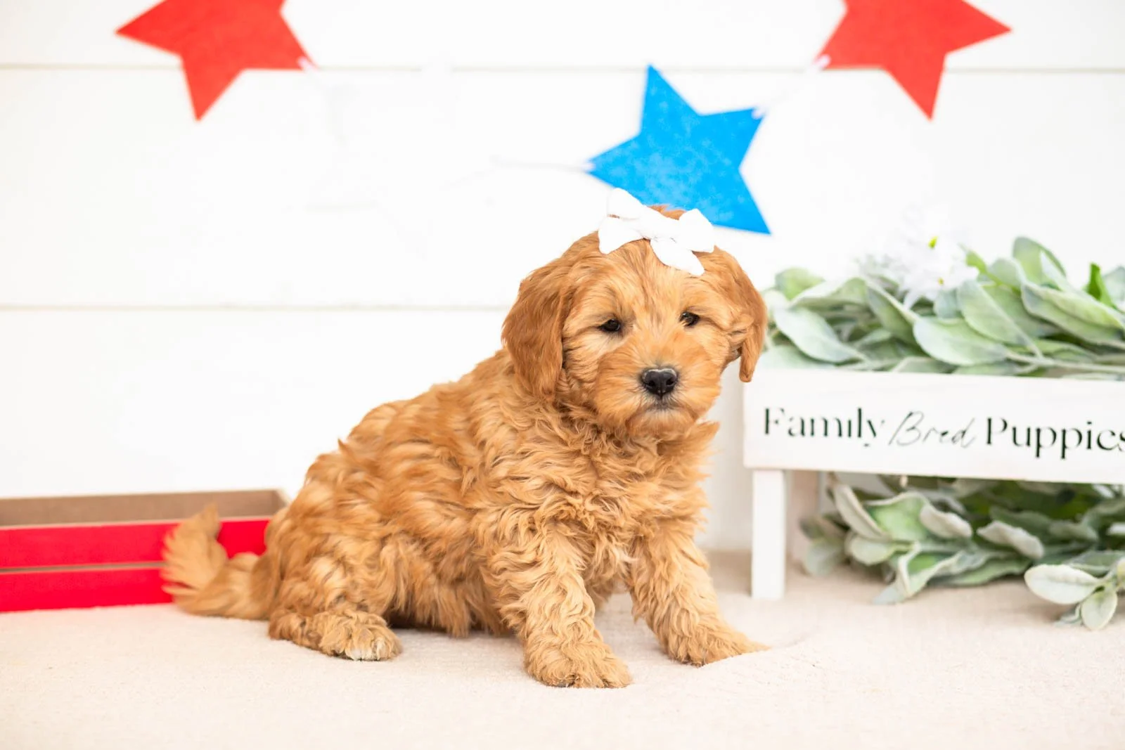 edith goldendoodle for sale(1).jpg