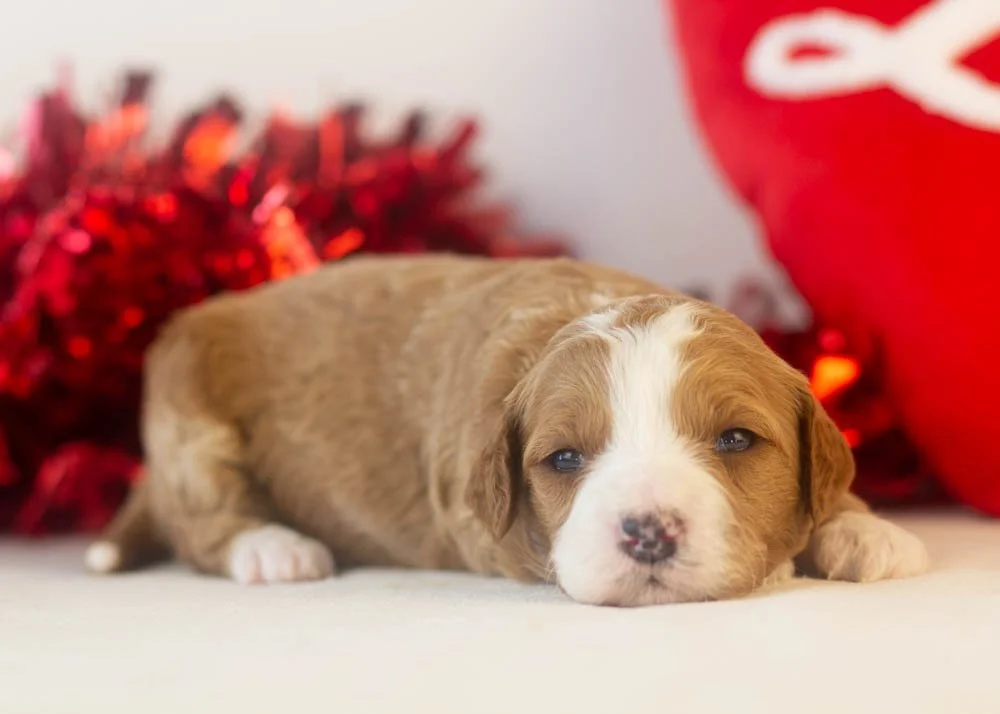 Brenda goldendoodle for sale(2).jpg