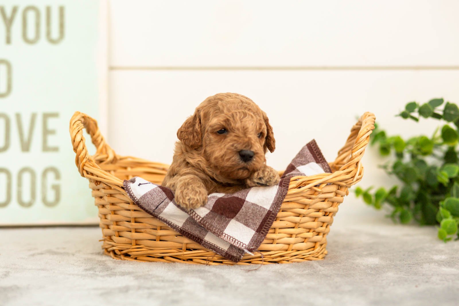 Lily goldendoodle for sale.jpg