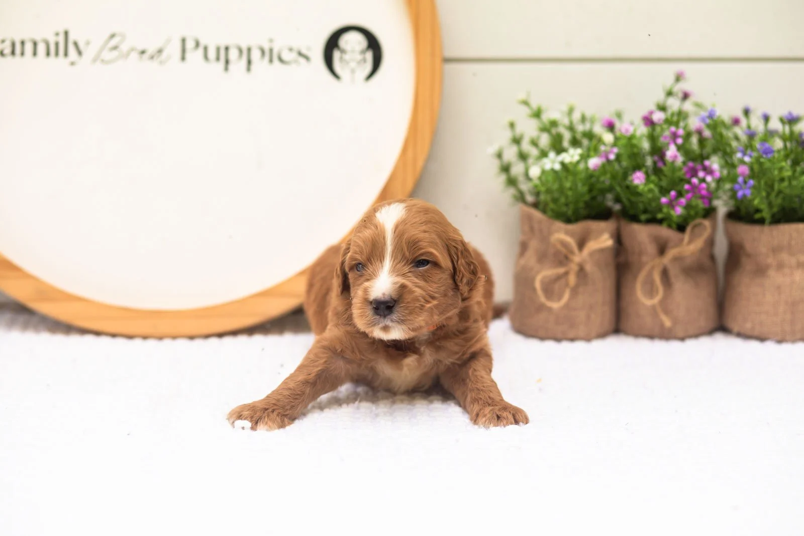 Oakley goldendoodle for sale(1).jpg
