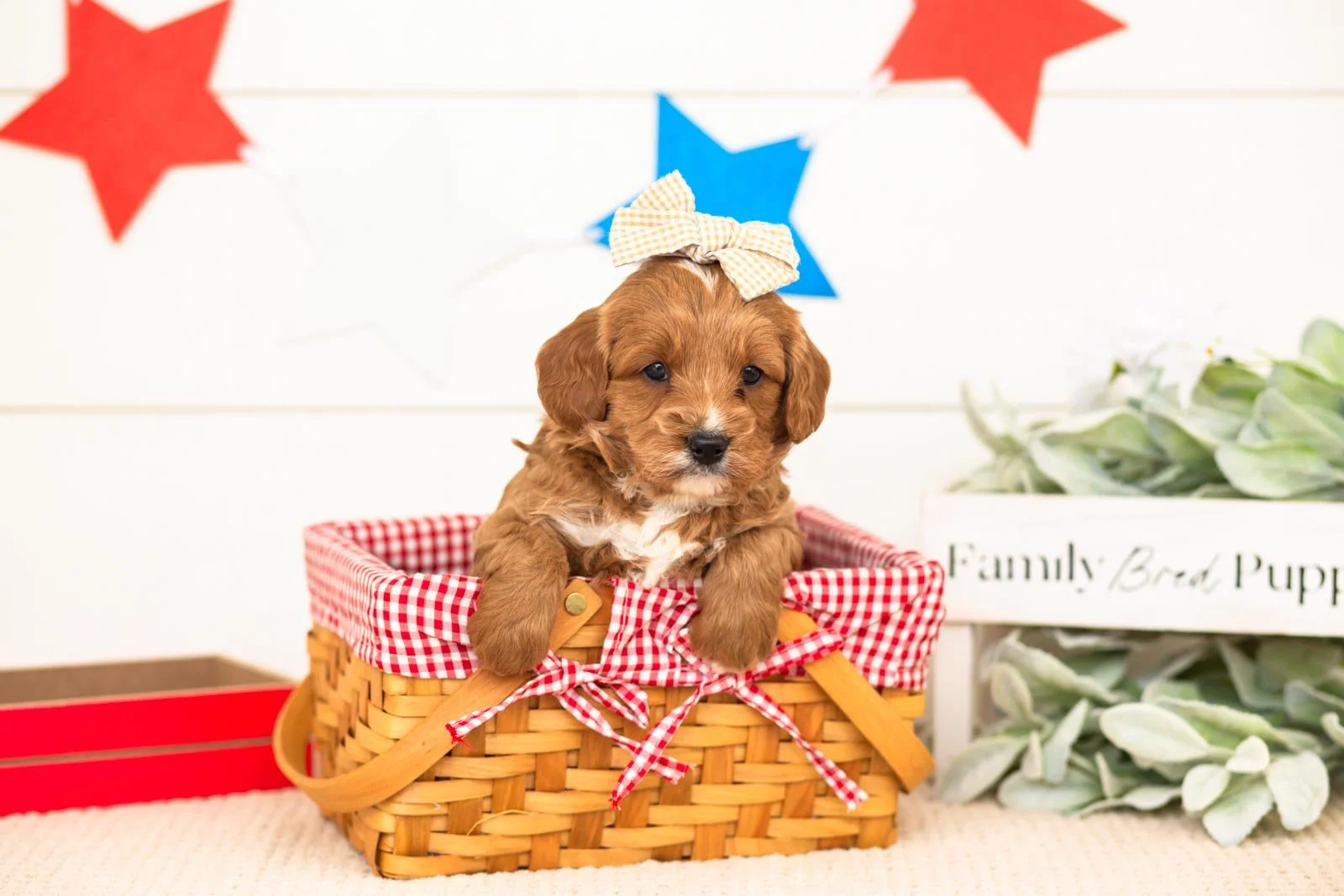 padme goldendoodle for sale(3).jpg