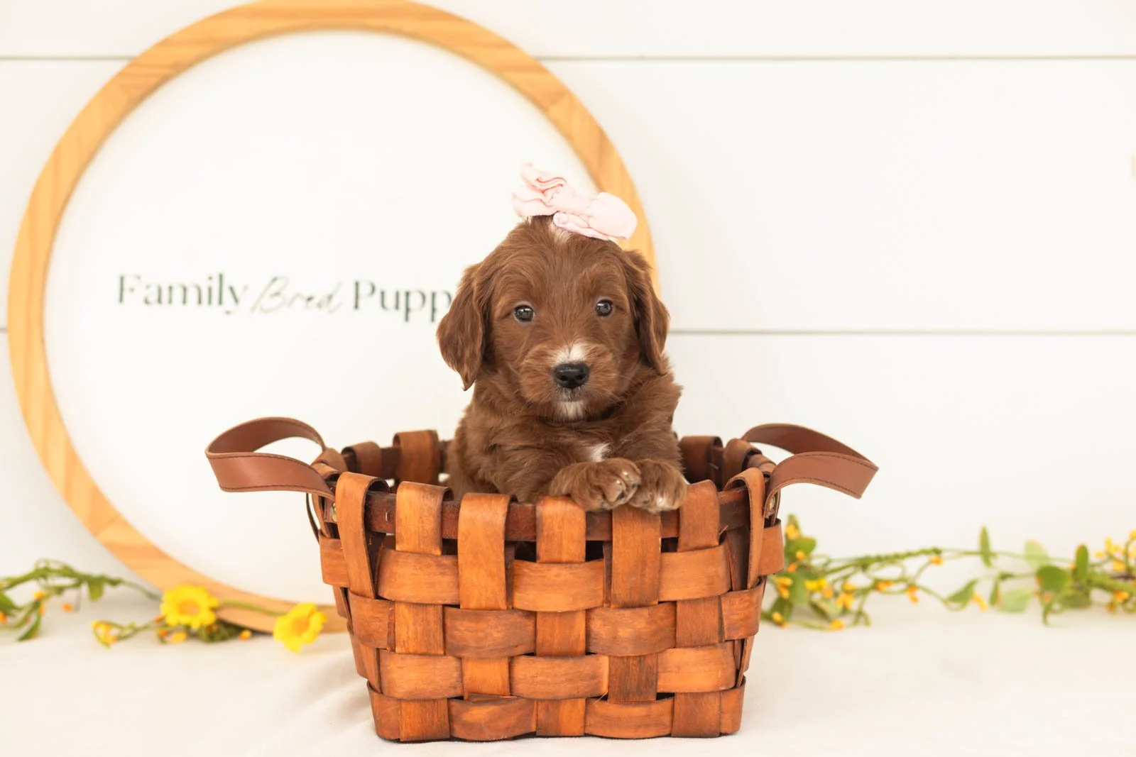 Jiggly goldendoodle for sale(4).jpg