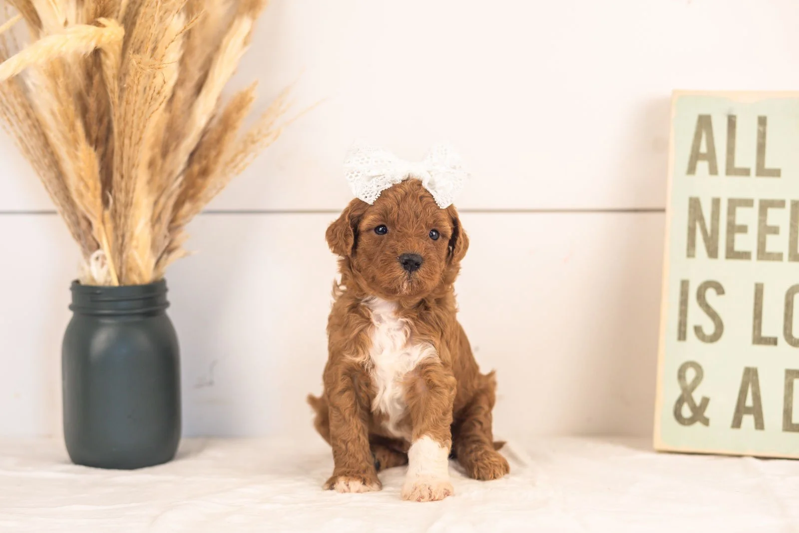 Cubs goldendoodle for sale(4).jpg