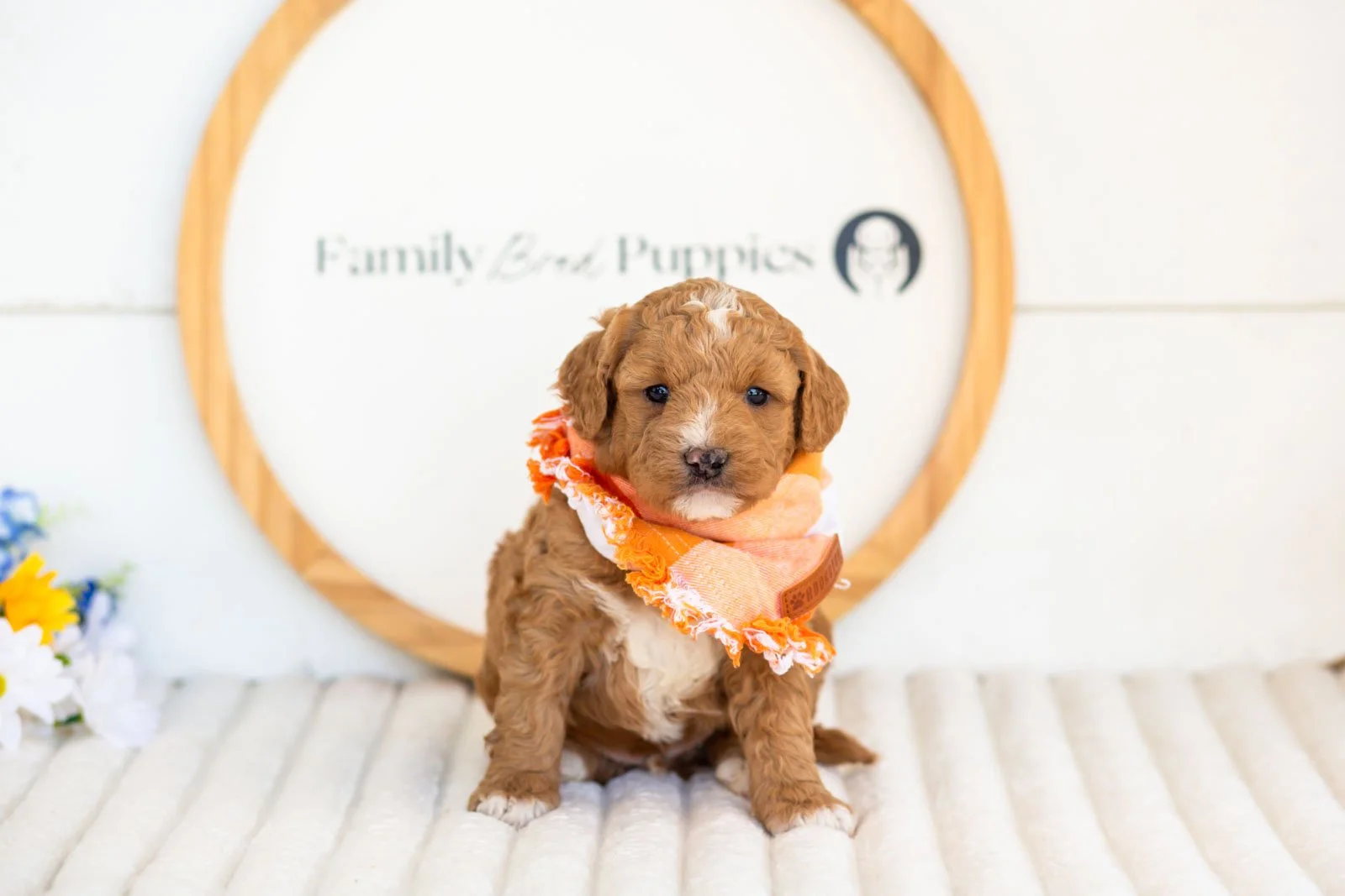 Bates goldendoodle for sale(2).jpg
