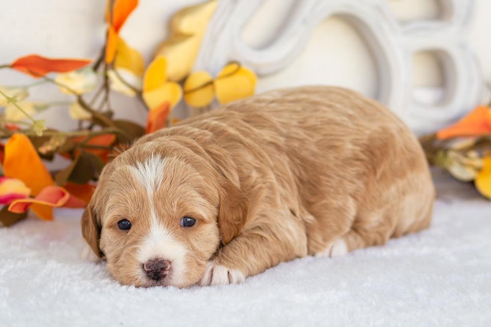 cranberry goldendoodle for sale(2).jpg