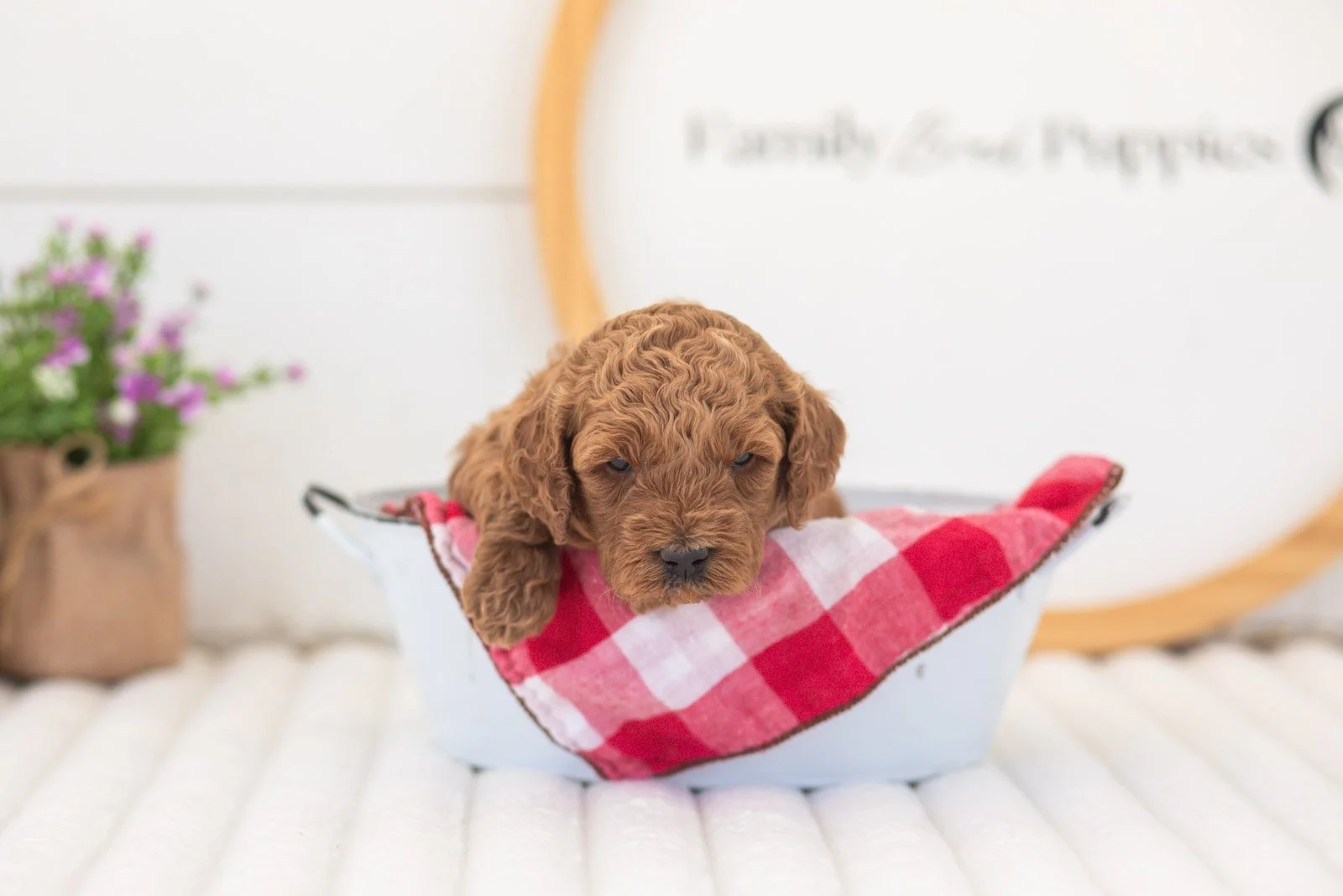 mallory goldendoodle for sale(3).jpg