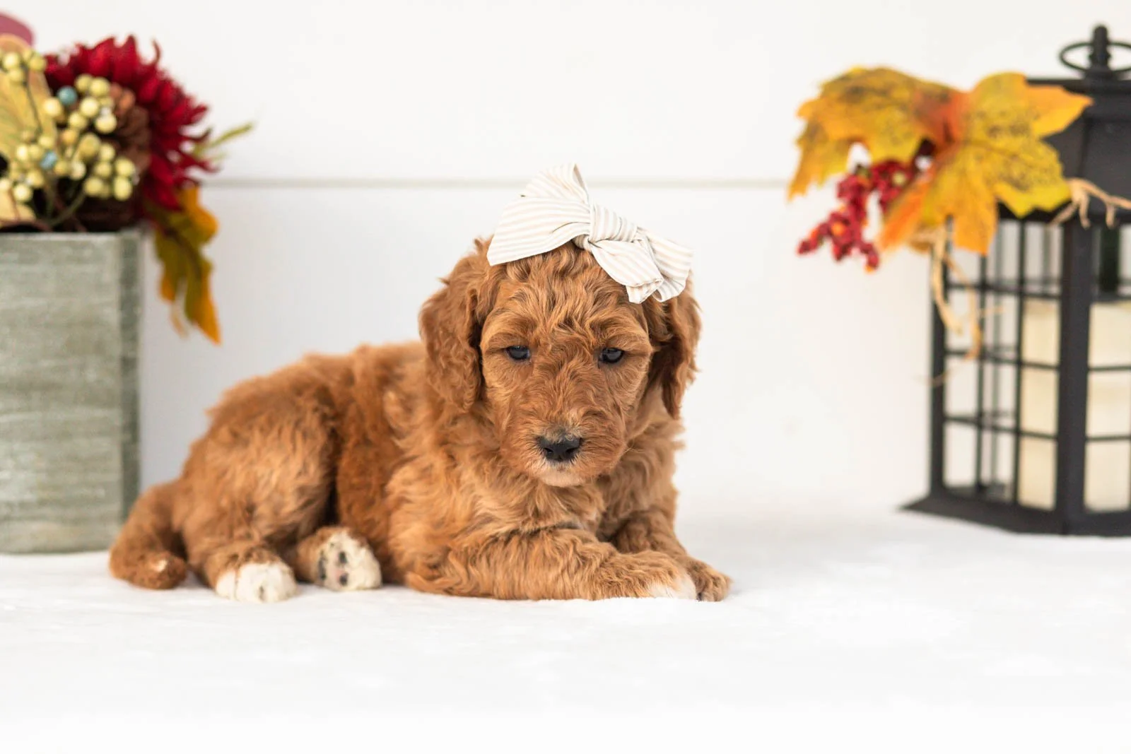 Lottie goldendoodle for sale.jpg