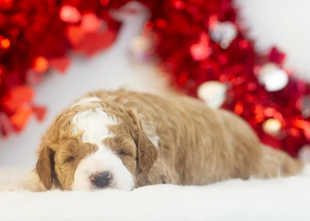 Buzz goldendoodle for sale(3).jpg