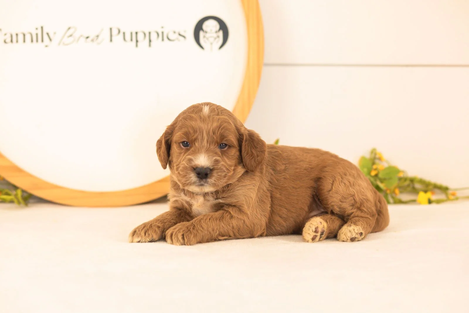 Chesney goldendoodle for sale.jpg