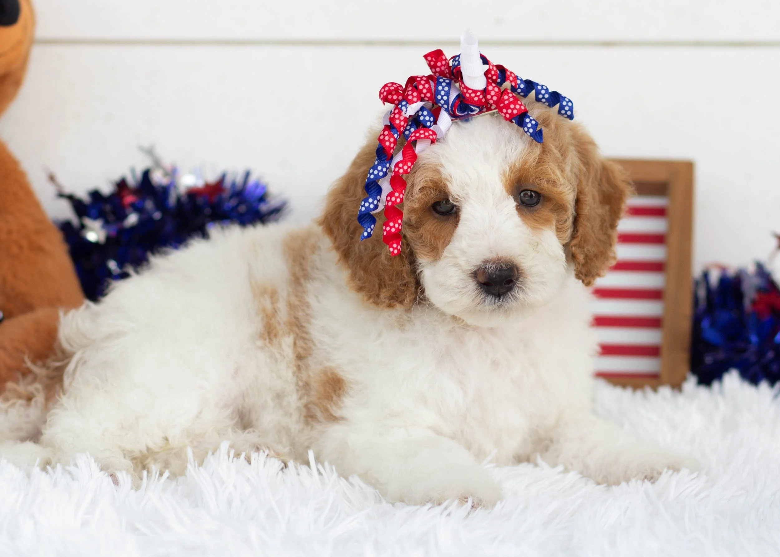 Sunkist Goldendoodle For Sale.jpg