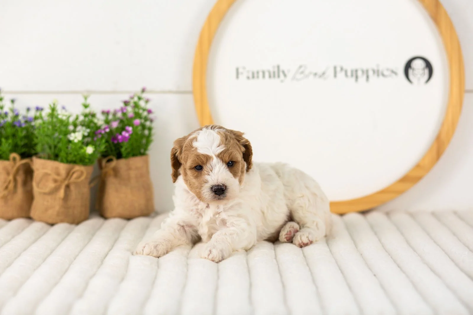 Lark goldendoodle for sale(2).jpg