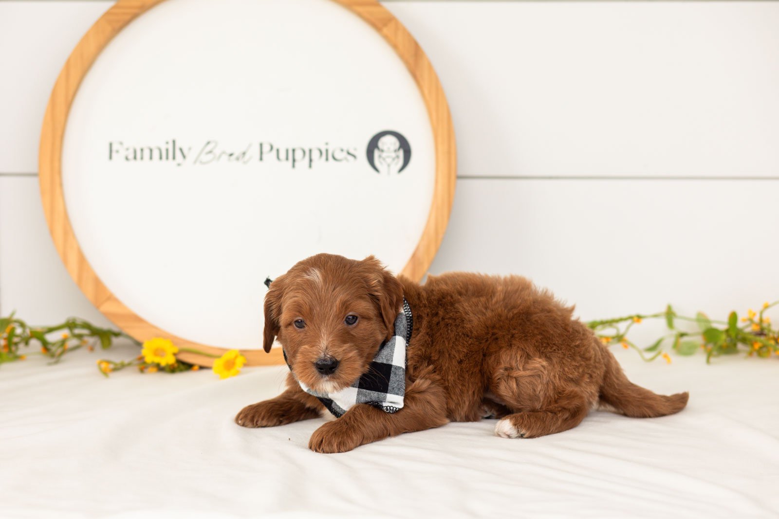 Squirtle goldendoodle for sale(1).jpg