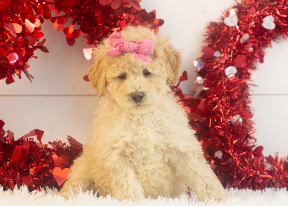 goldendoodle for sale