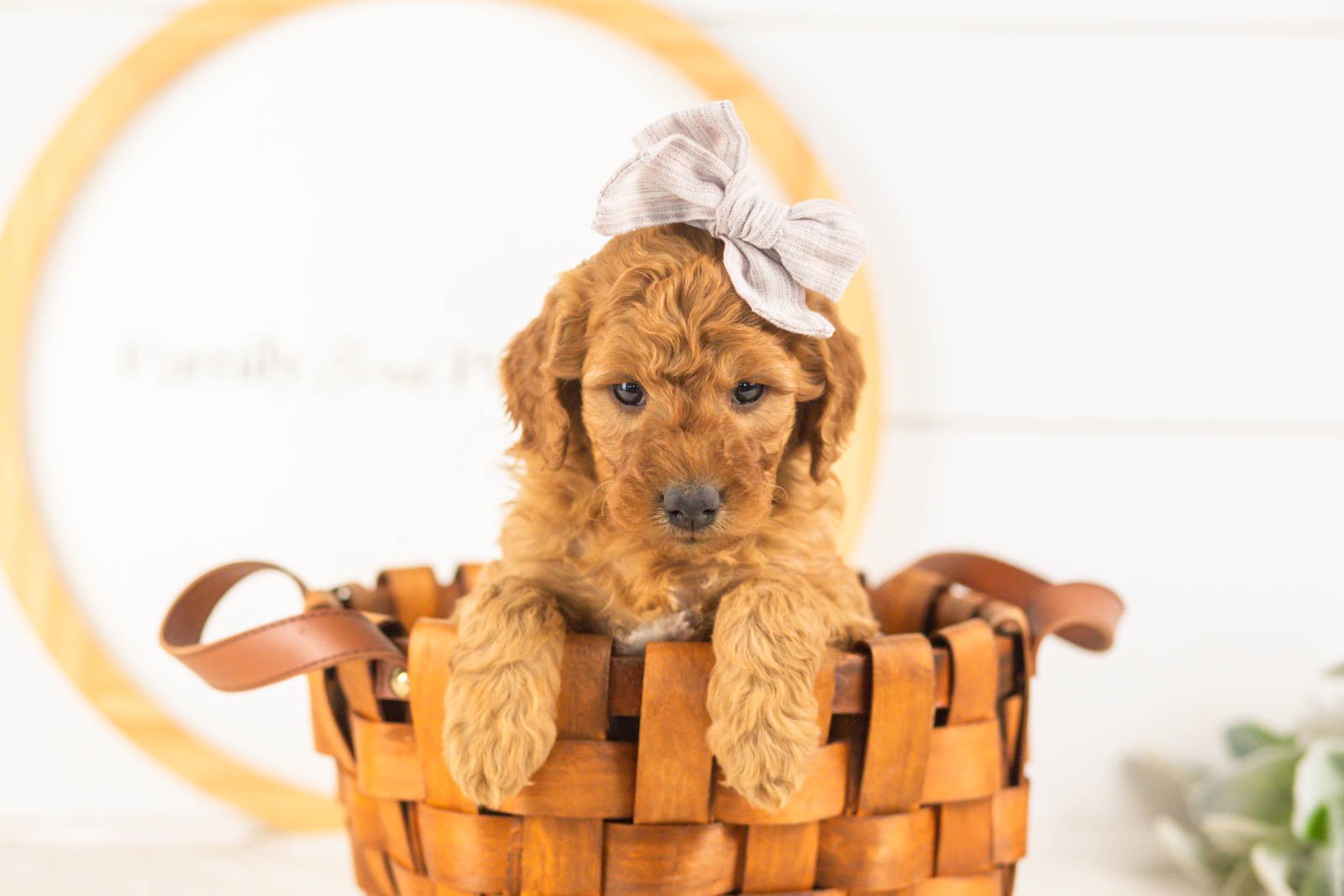 Savannah goldendoodle for sale(3).jpg