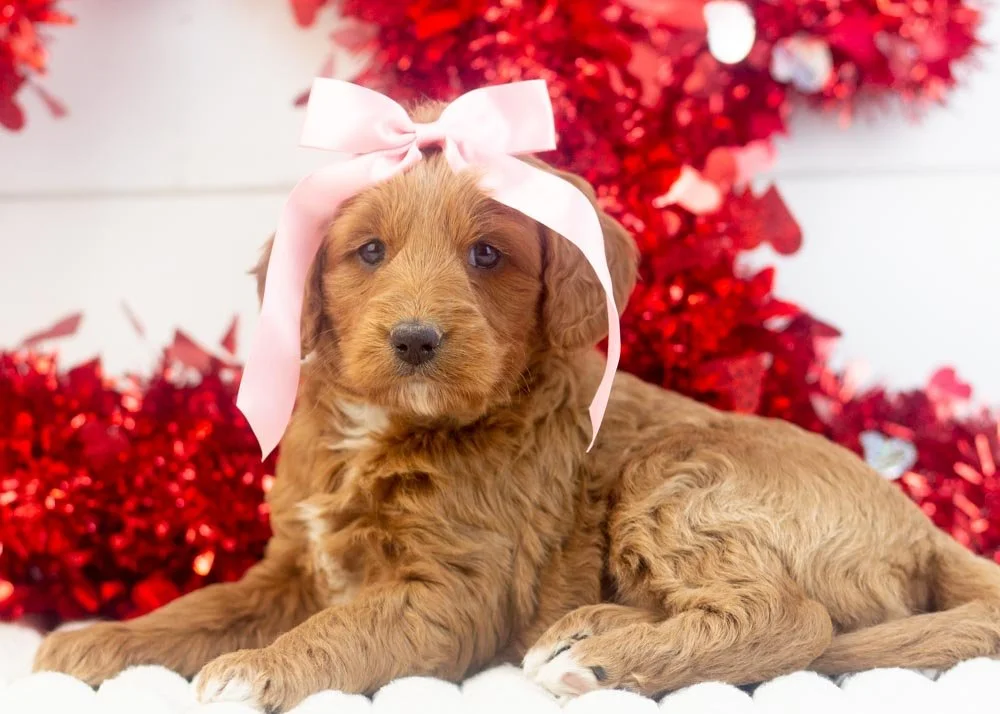 Mckenna goldendoodle for sale(3).jpg