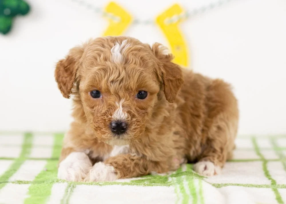 Roger goldendoodle for sale(2).jpg
