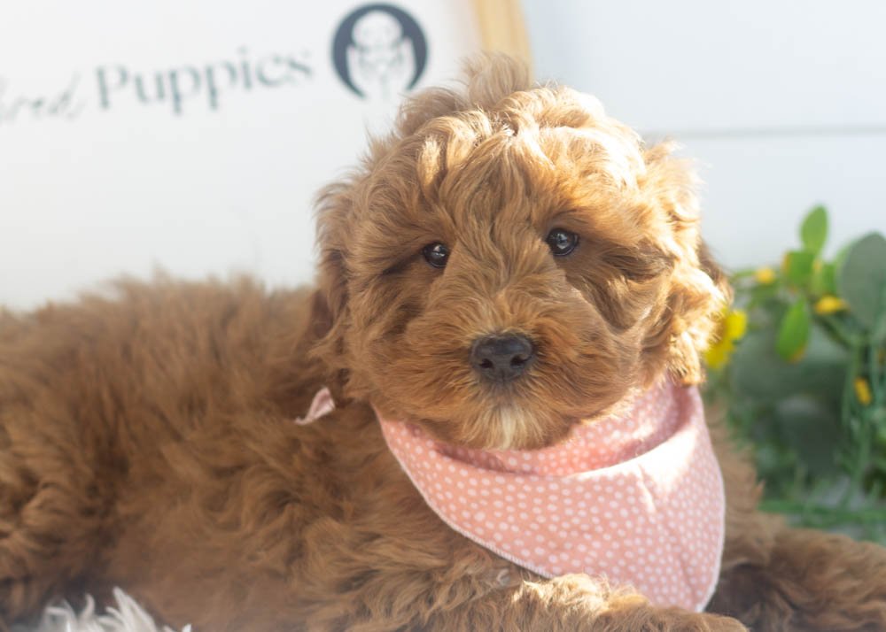 Brody goldendoodle for sale(3).jpg