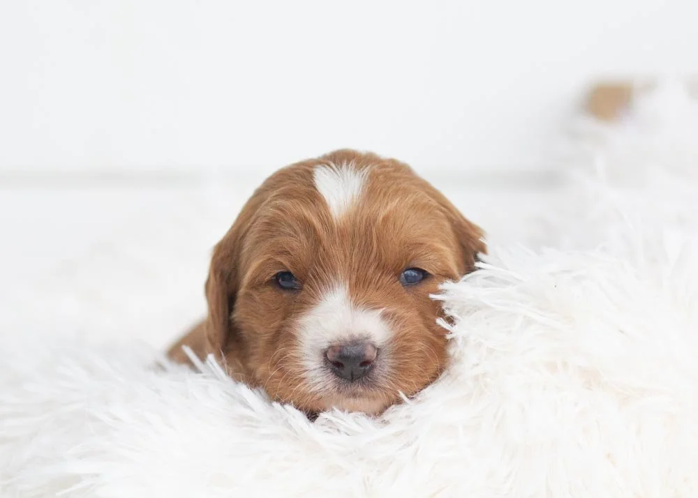 Sprinkle Goldendoodle for sale.jpg