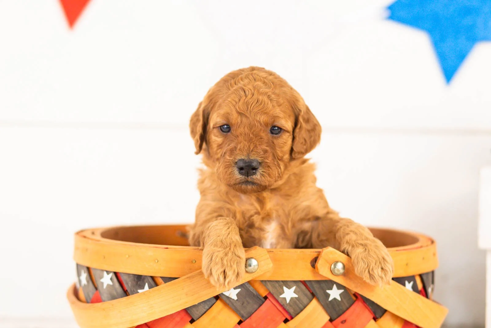 Savannah goldendoodle for sale(3).jpg