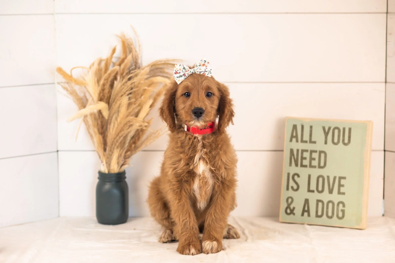 Odessa goldendoodle for sale.jpg