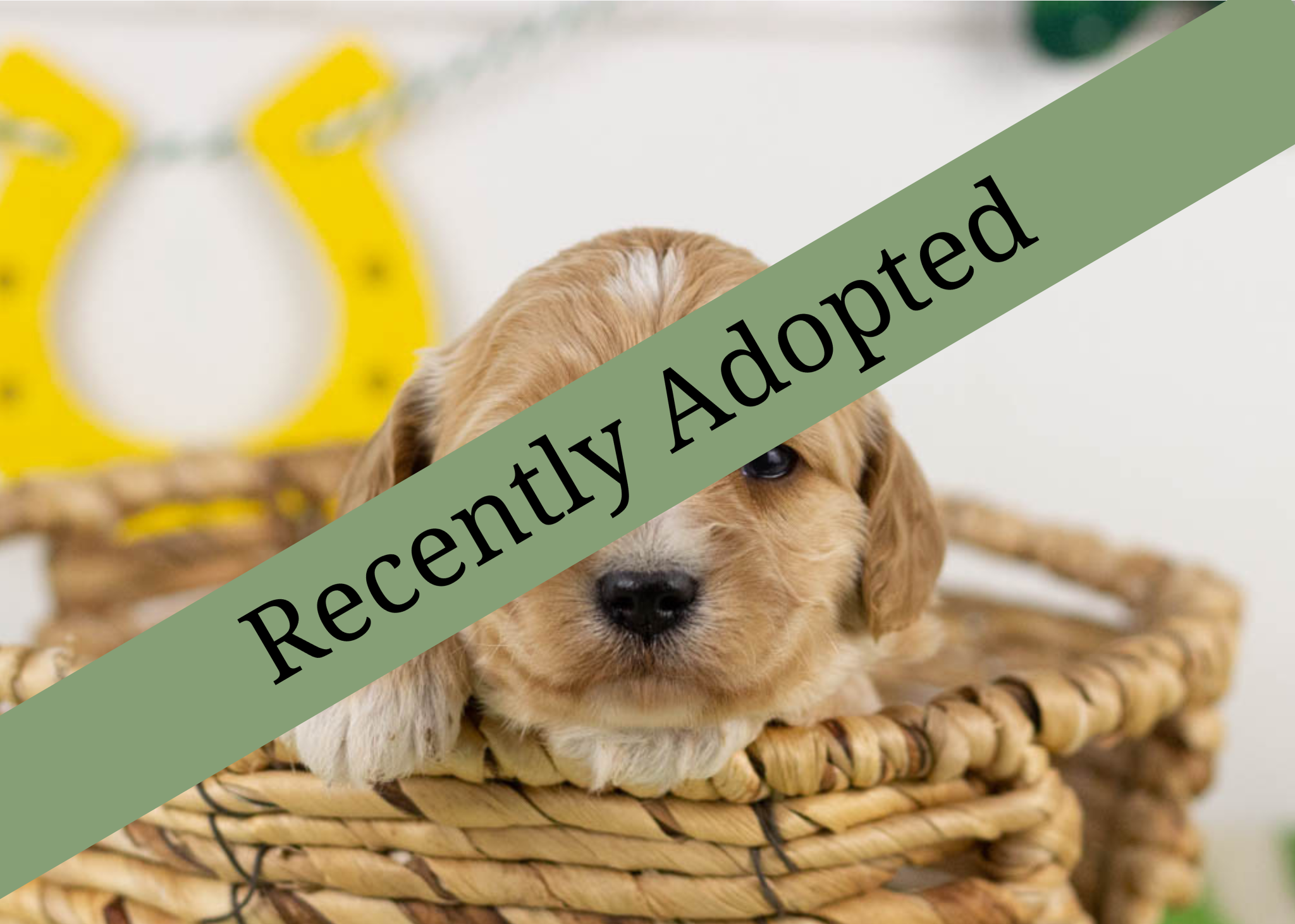 goldendoodle for sale