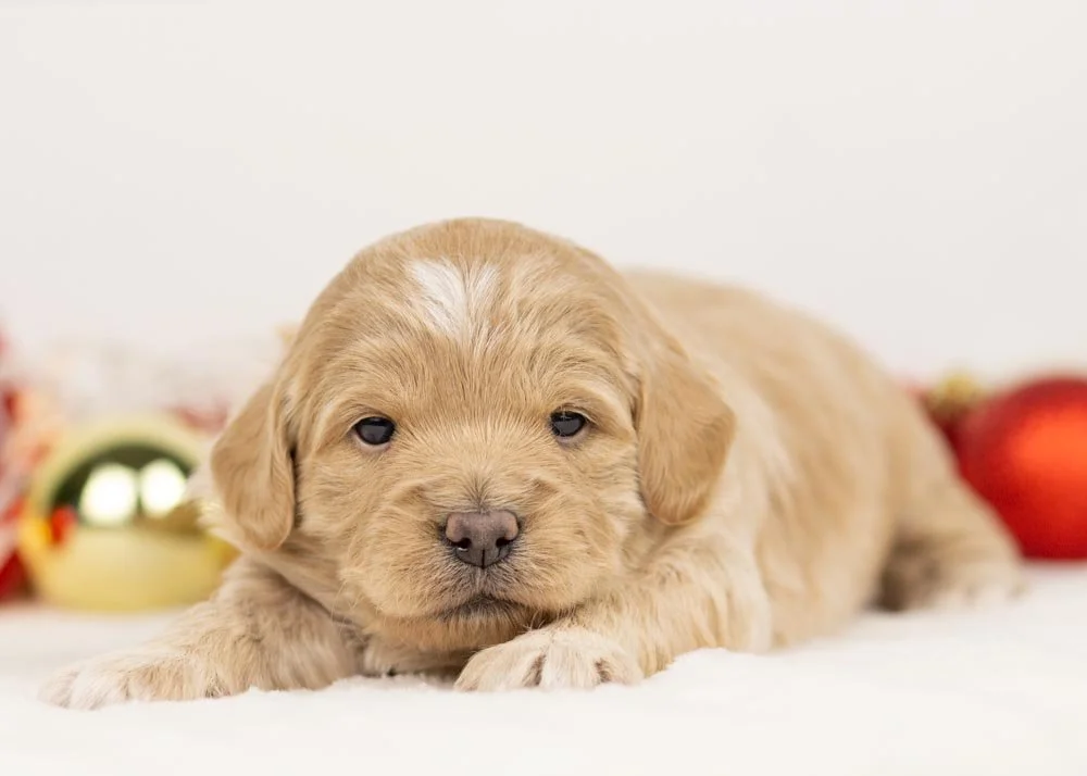 Sophie goldendoodle for sale(2).jpg