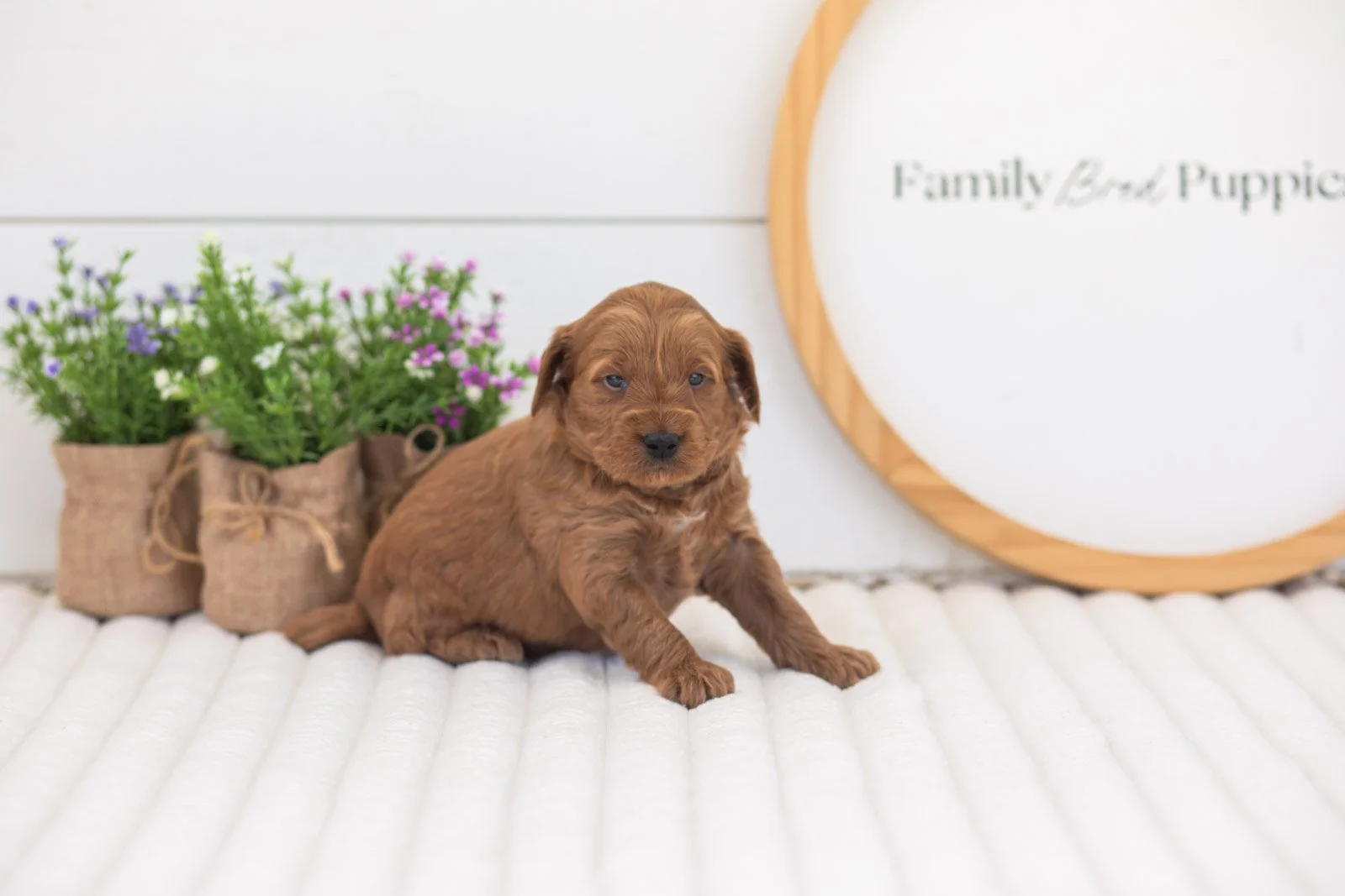 molly goldendoodle for sale.jpg