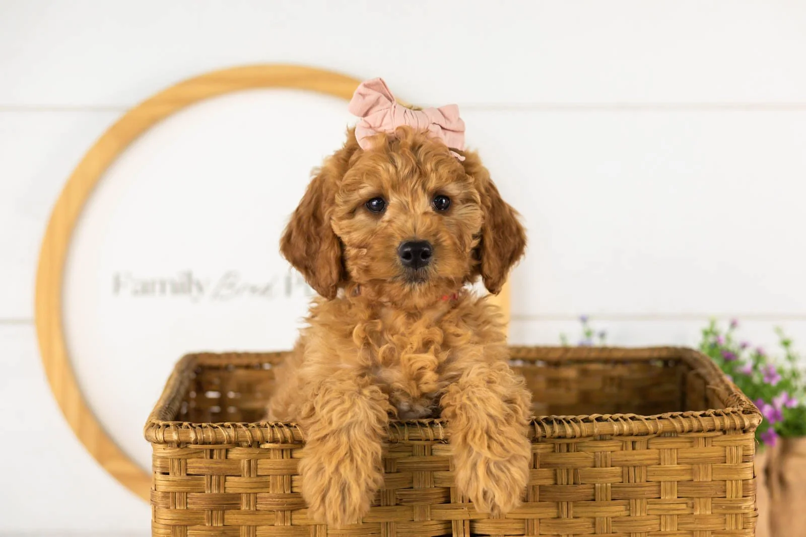 Savannah goldendoodle for sale(3).jpg