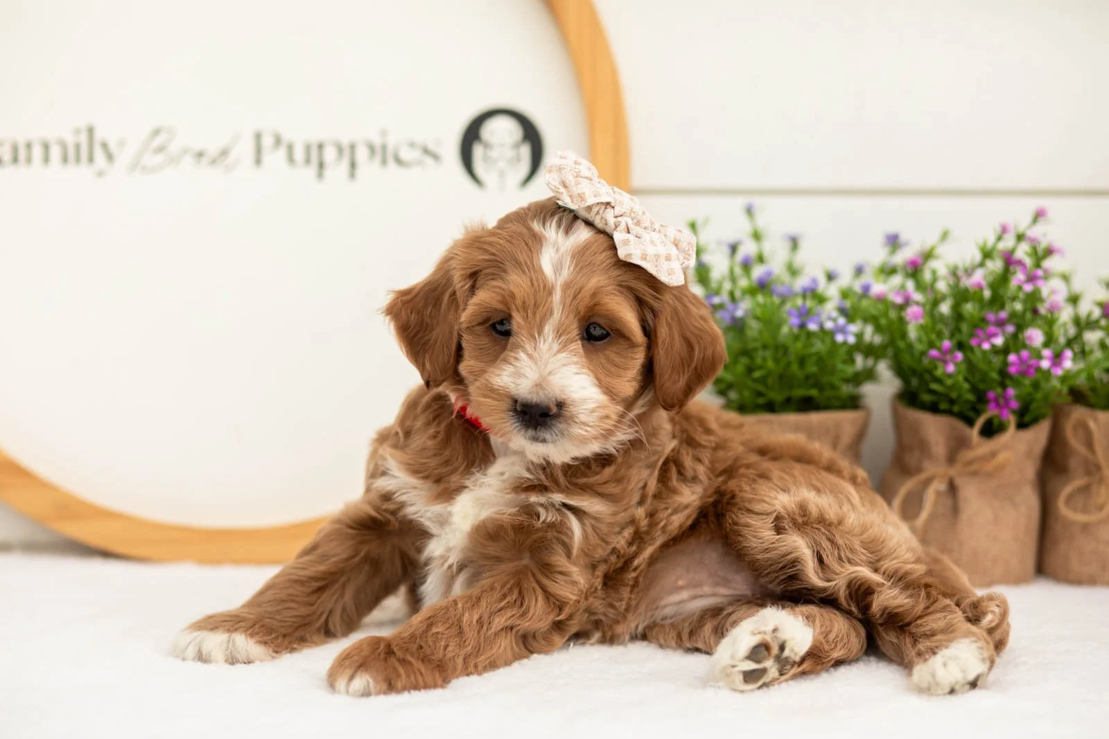 Jan goldendoodle for sale.jpg