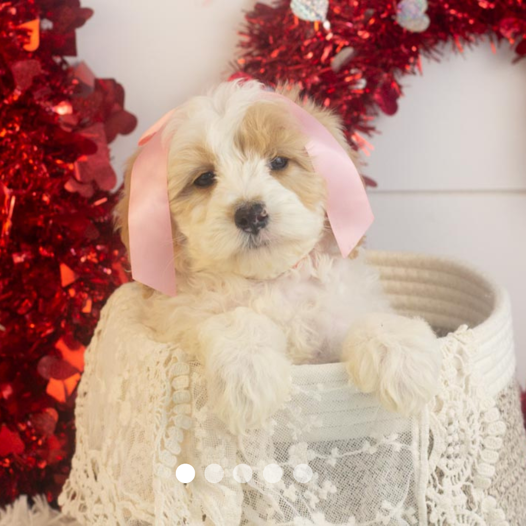 Copy of FBP Design.png