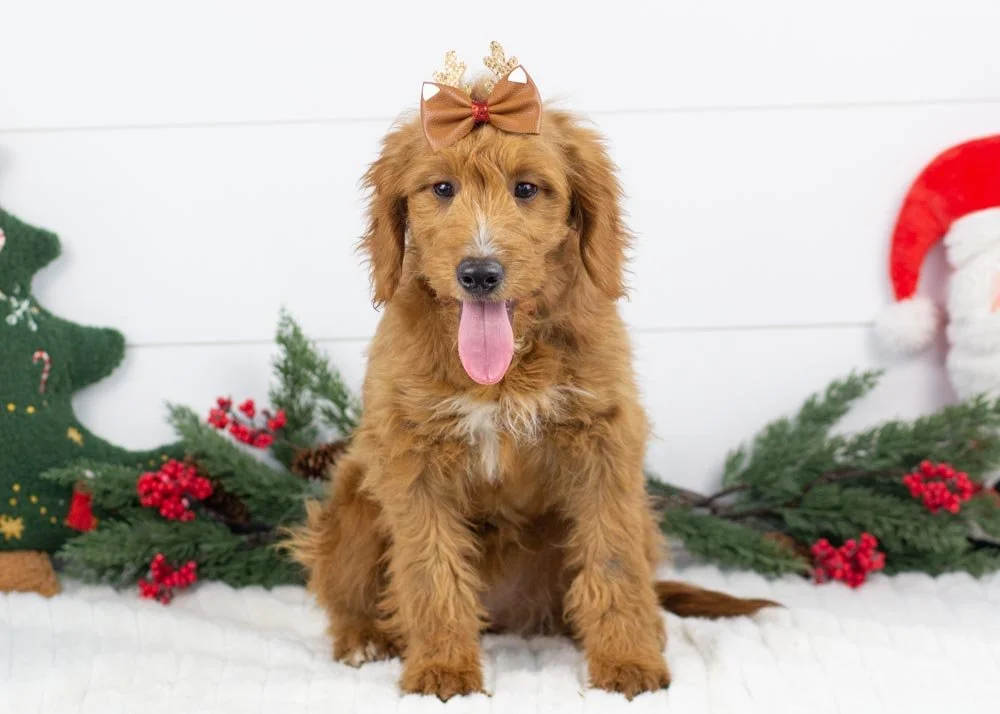 goldendoodle for sale