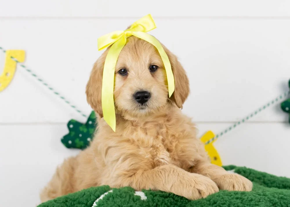 Taffy goldendoodle for sale.jpg