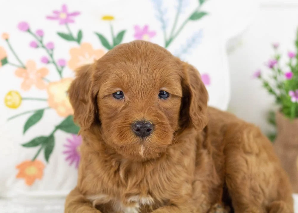ray goldendoodle for sale(1).jpg