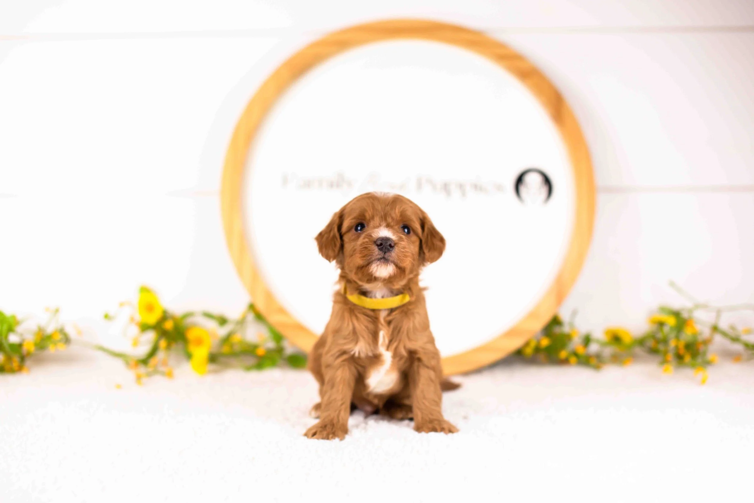Fritter goldendoodle for sale.jpg