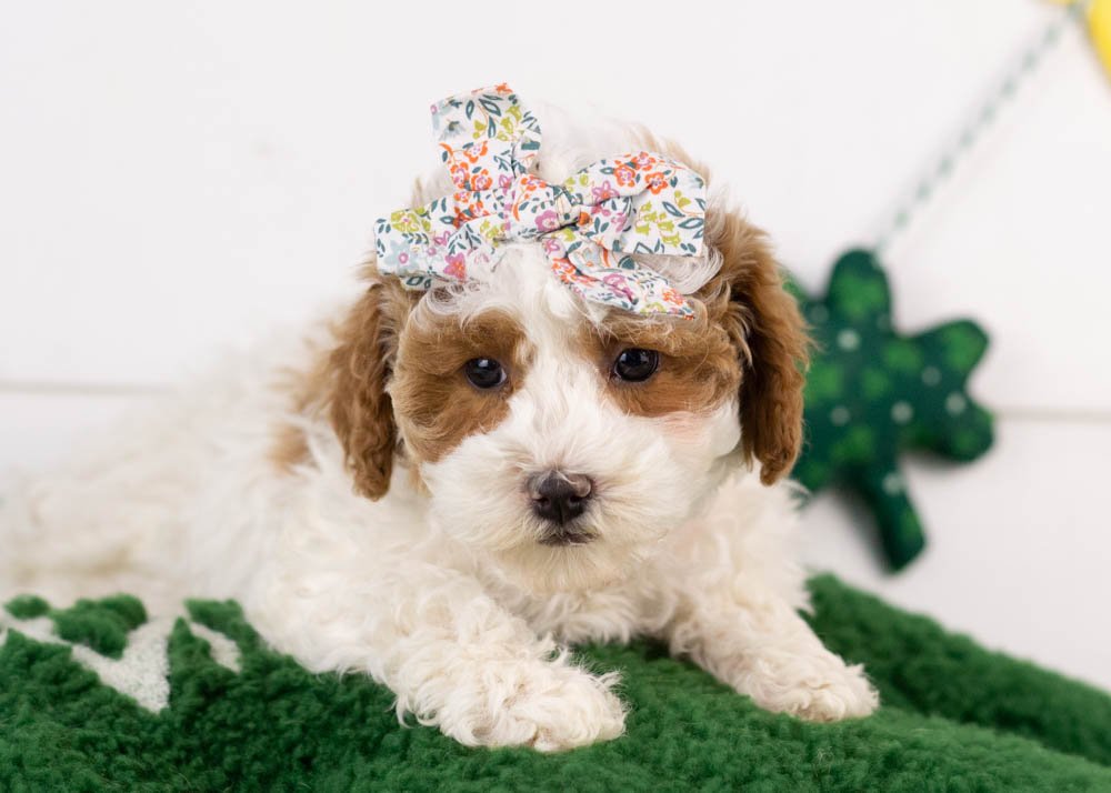 goldendoodle for sale