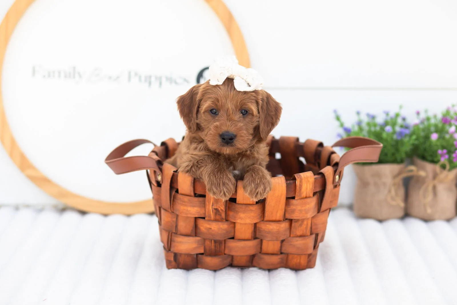 Molly goldendoodle for sale(4).jpg