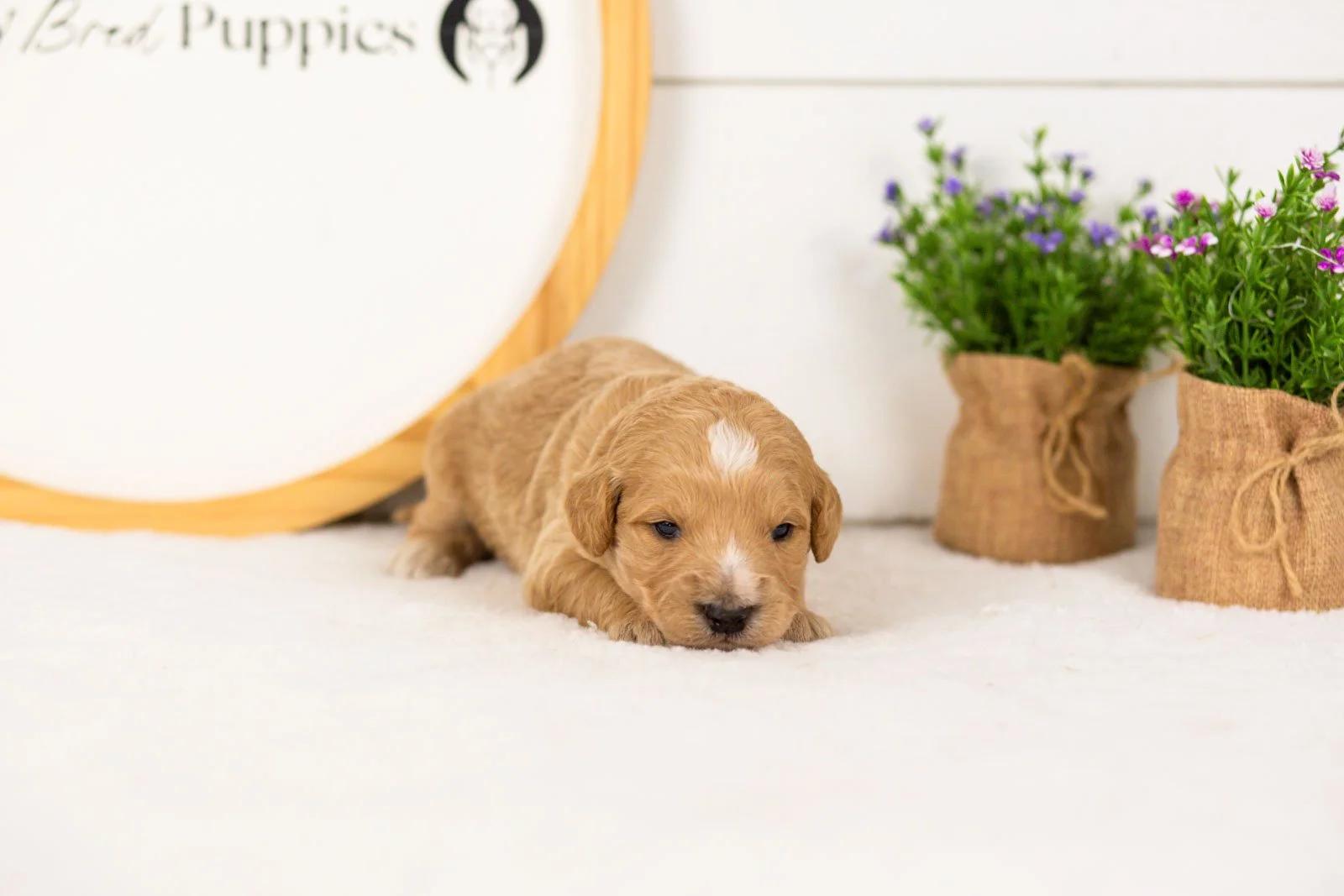 Sonny goldendoodle for sale(1).jpg