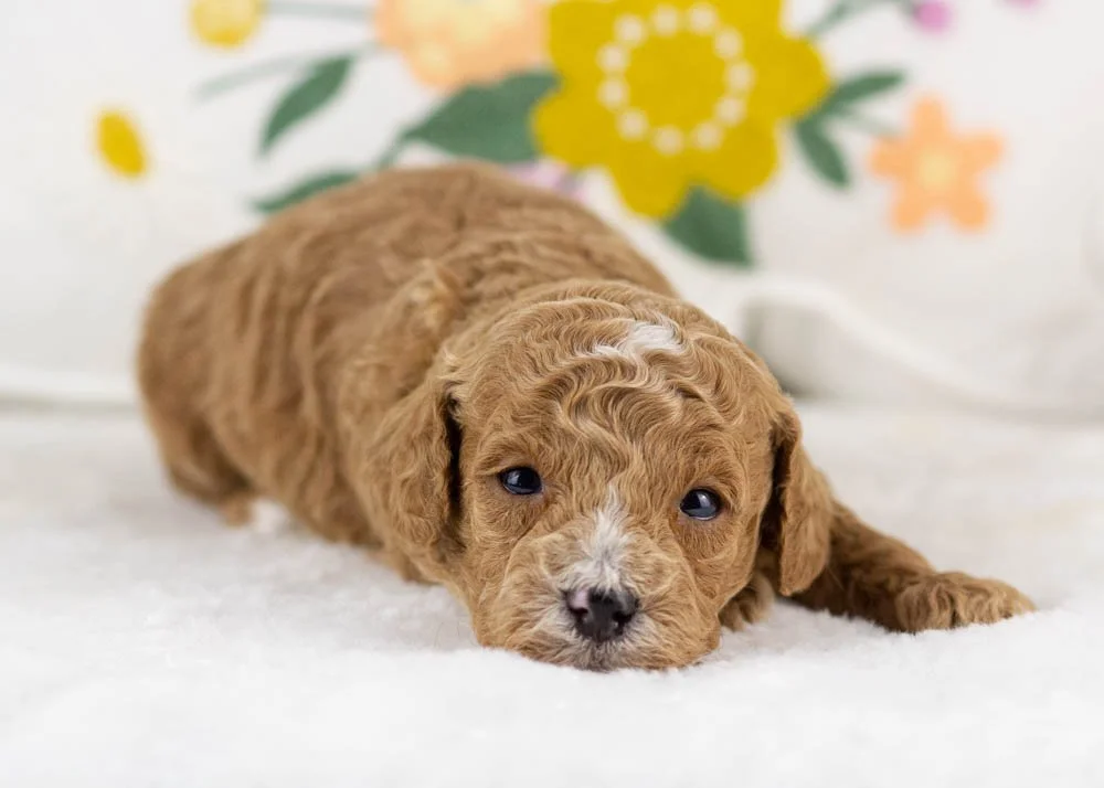 miles goldendoodle for sale.jpg